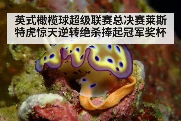 英式橄榄球超级联赛总决赛莱斯特虎惊天逆转绝杀捧起冠军奖杯